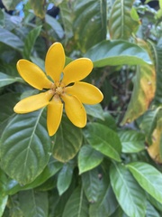 Gardenia coronaria