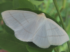 Parabapta clarissa