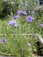 Phacelia tanacetifolia