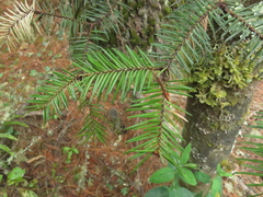 Abies hickelii