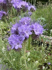 Phacelia tanacetifolia