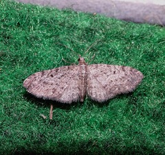 Eupithecia virgaureata
