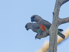 Poicephalus rufiventris