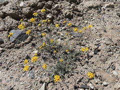 Eriophyllum jepsonii