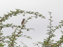 Prinia somalica