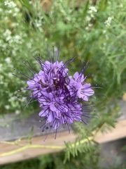 Phacelia tanacetifolia
