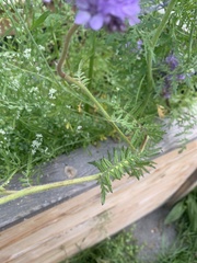 Phacelia tanacetifolia
