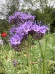 Phacelia tanacetifolia