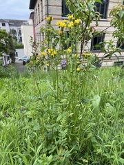 Crepis
