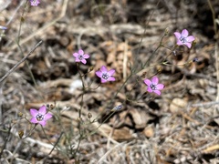 Saltugilia splendens