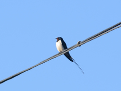 Hirundo rustica
