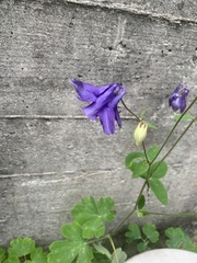 Aquilegia vulgaris