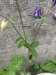 Aquilegia vulgaris