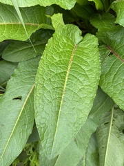 Rumex