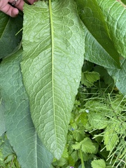 Rumex