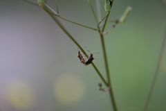 Rhopalus sapporensis