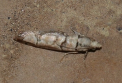 Blastesthia tessulatana