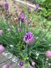 Allium schoenoprasum