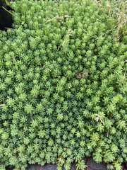 Sedum pallidum