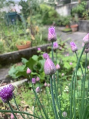 Allium schoenoprasum