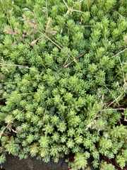 Sedum pallidum