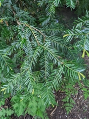 Taxus baccata