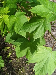 Acer pseudoplatanus