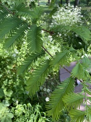 Metasequoia