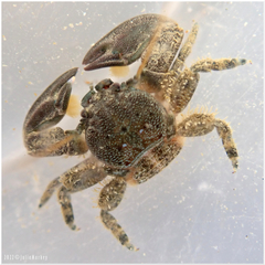 Petrolisthes cabrilloi