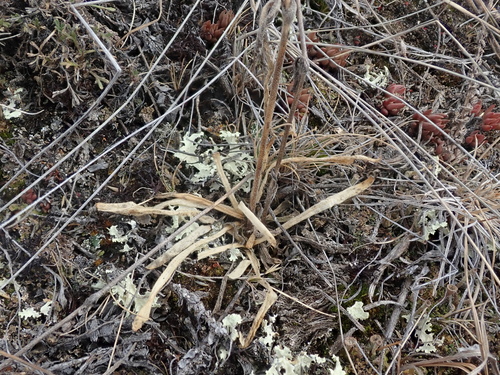 Image of Silene taimyrensis by (c) F Quiec, some rights reserved (CC BY-SA)