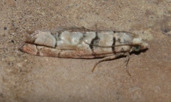 Blastesthia tessulatana