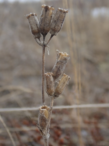 Image of Silene taimyrensis by (c) F Quiec, some rights reserved (CC BY-SA)