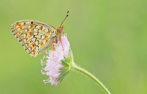 Niobe fritillary