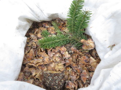 Abies hickelii