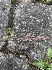 Poeae