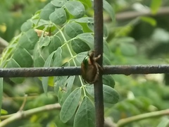 Heterorrhina elegans