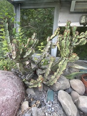 Euphorbia