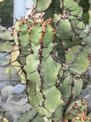 Euphorbia