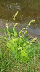 Tellima grandiflora