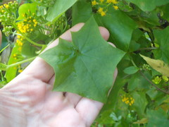 Delairea odorata