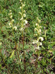 Pedicularis contorta contorta