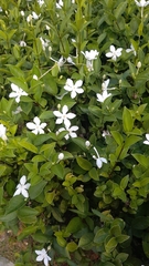 Wrightia antidysenterica