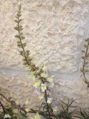 Antirrhinum siculum