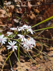 Olearia paucidentata