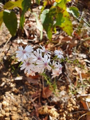 Olearia paucidentata