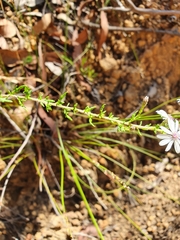 Olearia paucidentata