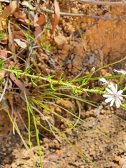 Olearia paucidentata