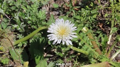 Taraxacum coreanum