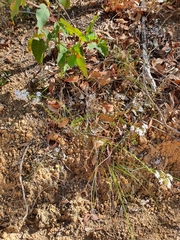 Olearia paucidentata