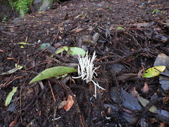 Clavaria alboglobospora